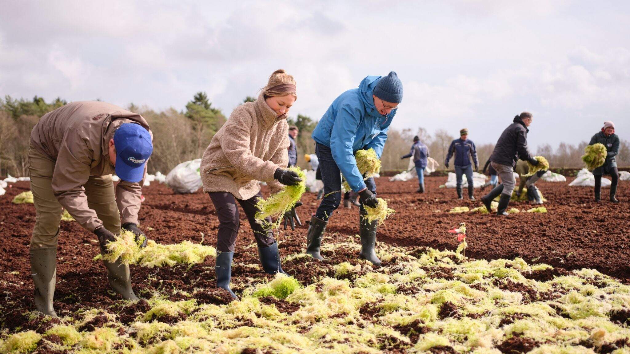 Klimaschutzprojekt von DACHSER, myclimate und ZukunftMoor in Niedersachsen