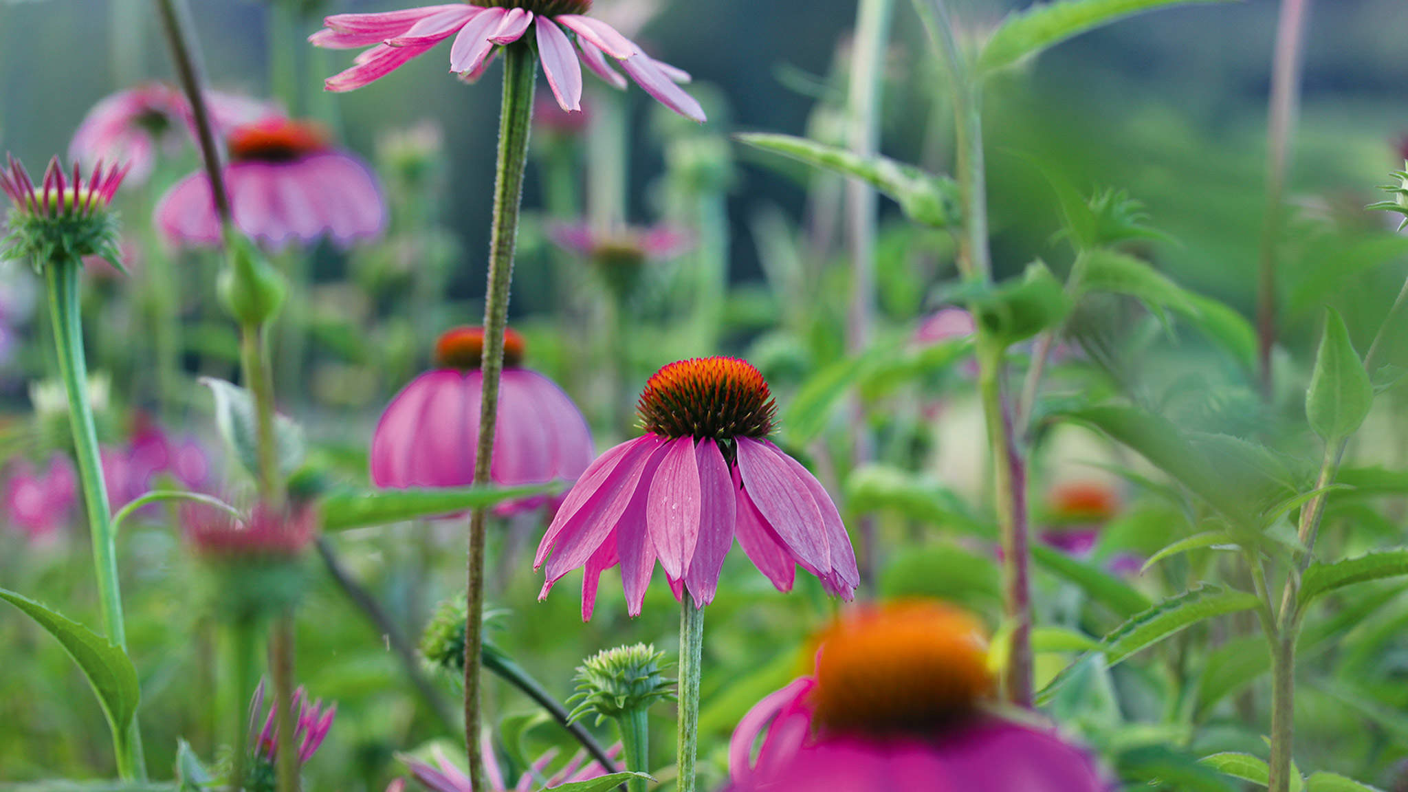 Der Purpur-Sonnenhut (Echinacea purpurea) gehört zu den Korbblütlern. Er stärkt das Immunsystem.