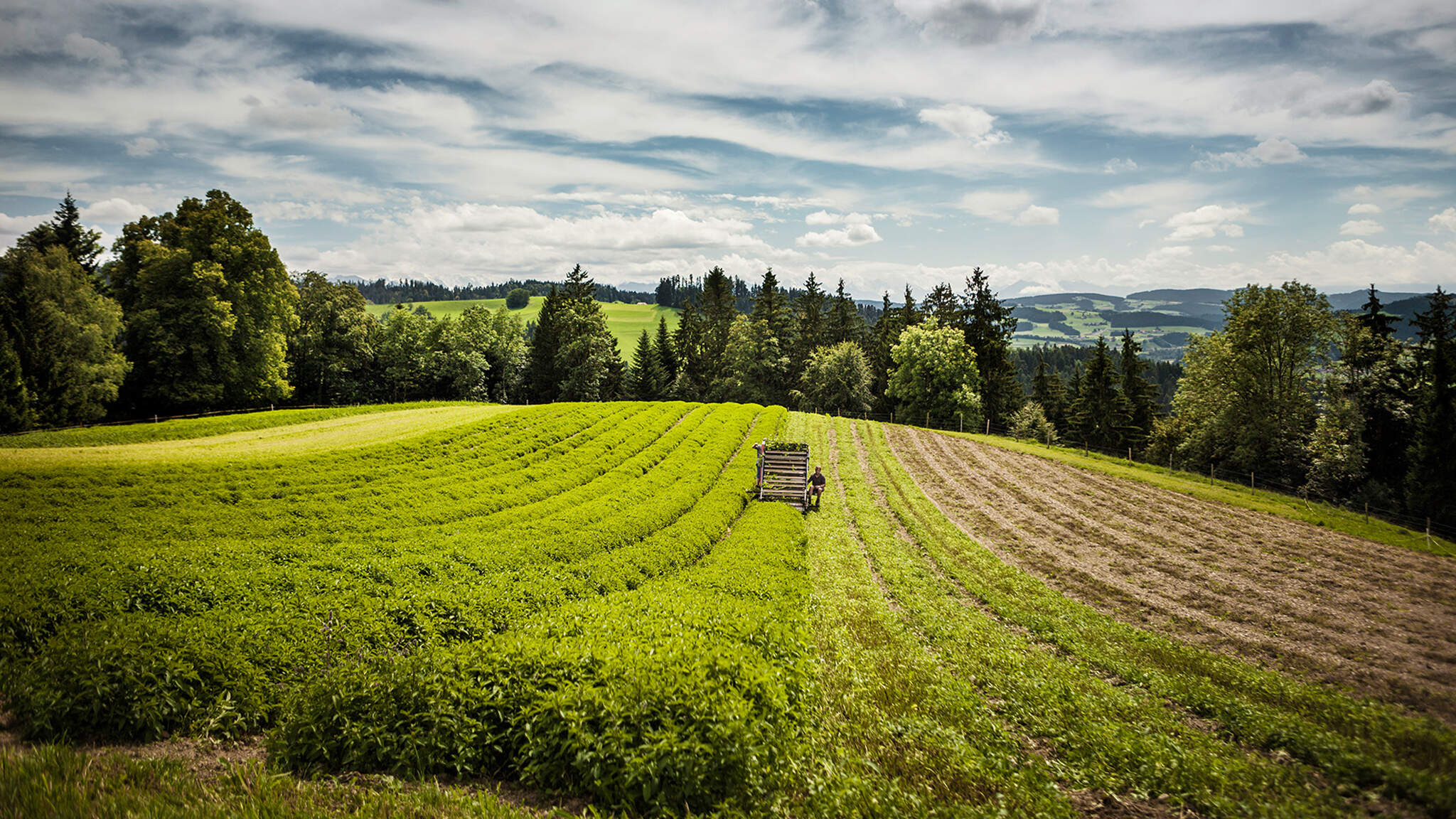 Des herbes suisses pour le monde. Photo : Ricola Des herbes suisses pour le monde. Photo : Ricola